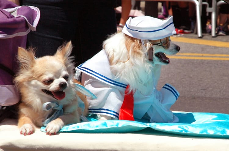 Coney Island Mermaid Parade 2016 Costume Full Time Explorer Brooklyn New York City Beach Unique Cool Sailor Dogs