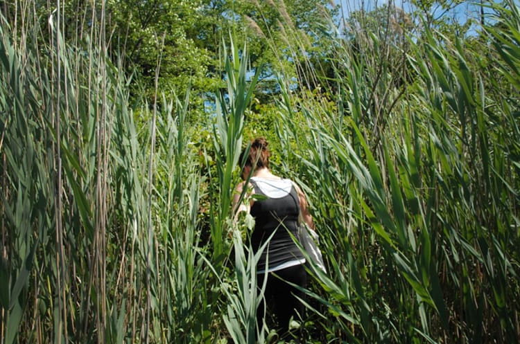 A woman walks through the tall grass leading up to the marsh