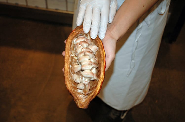 A cocoa pod at the MAST chocolate factory in Williamsburg, Brooklyn