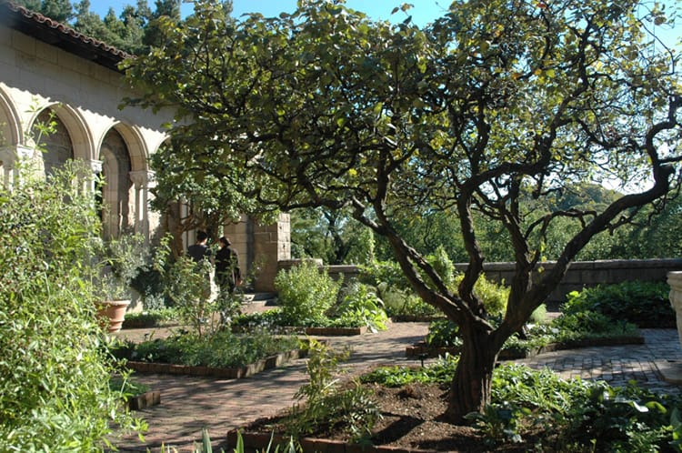 Beautiful fruit trees fill the garden at The Cloisters