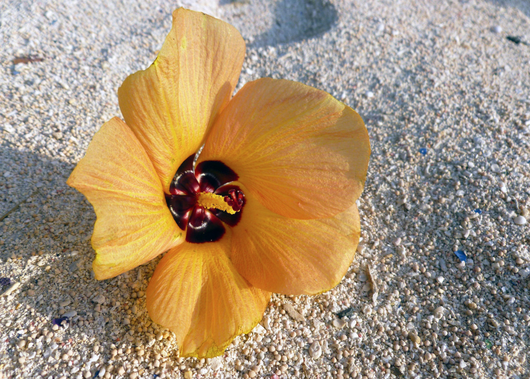 A tropical flower lays in the sand