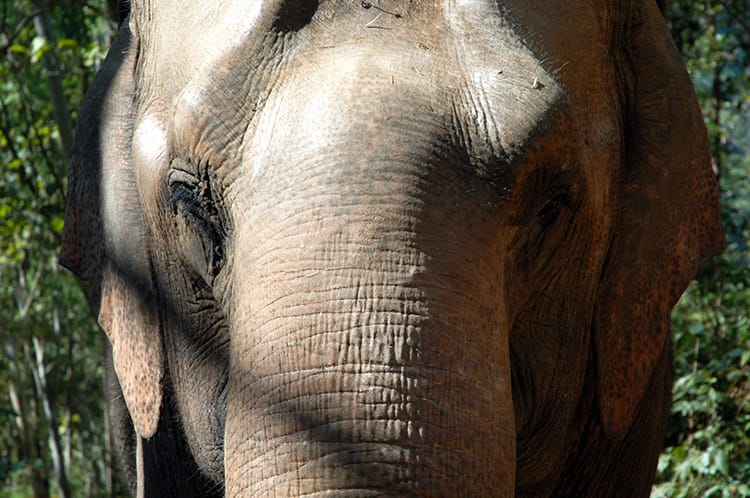 An elephant looks directly at the camera from a few feet away