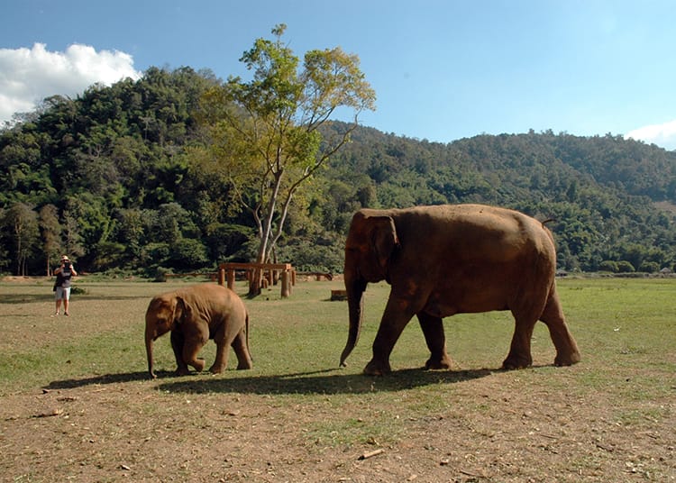 A mom and baby elephant stroll through a big open field in the elephant sanctuary