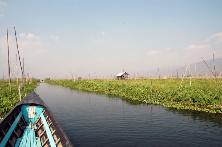 A blue boat floats through the floating gardens in Inle Lake, Myanmar