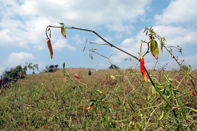 A closeup of chilis growing in a field in Myanmar on the Kalaw Trekking route