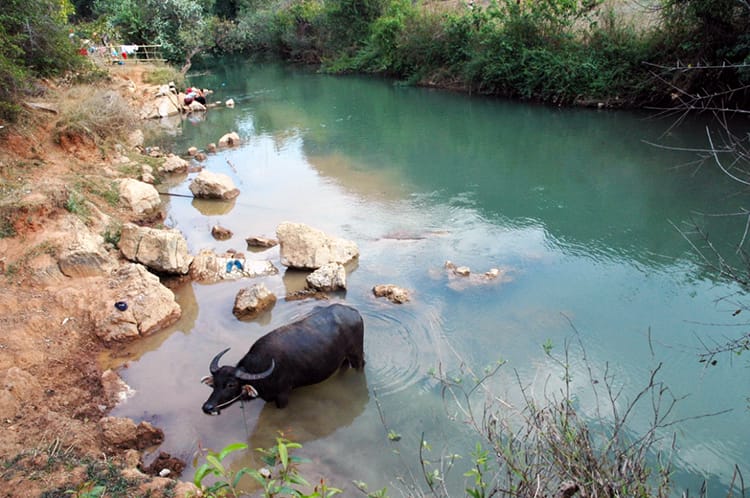 A water buffalo bathes in the turquoise river on the way to Inle Lake in Myanmar