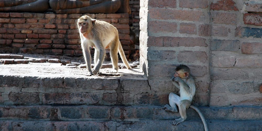 Little Humans Without Morals: The Monkeys of Lopburi