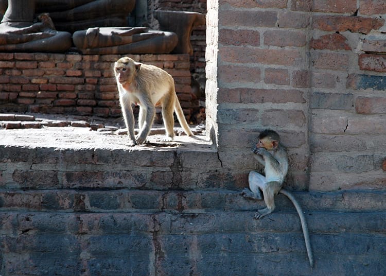 A mom and baby monkey sit in the monkey temple in Lopburi, Thailand