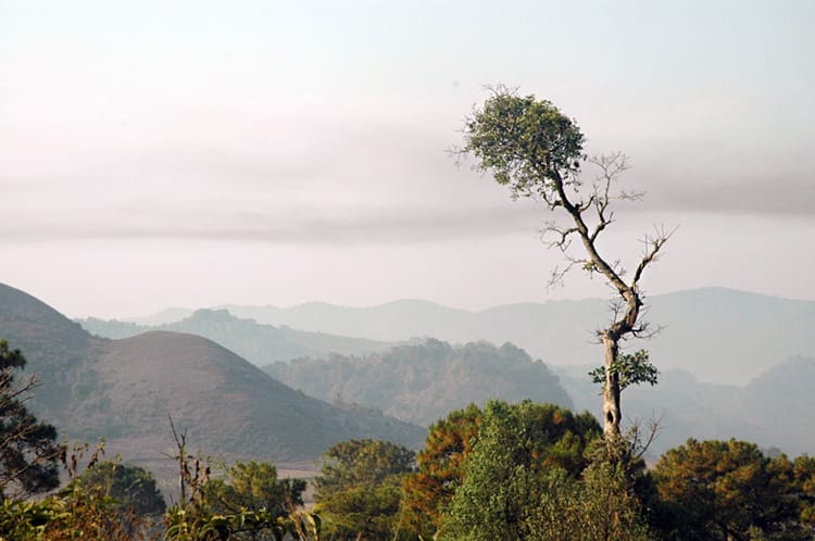 The rolling hills of Myanmar with a single tree sticking out in front