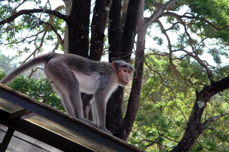 A monkey inside the Periyar Tiger Reserve looks for food to steal from unsuspecting humans