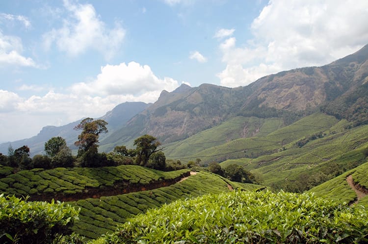 Rolling hills at the Kolukkumalai Tea Estate