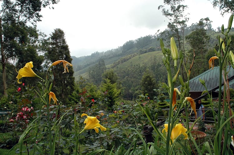 Flowers Bloom in the Rose Garden in Munnar
