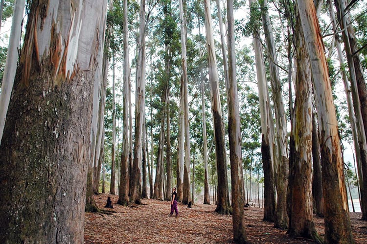 Michelle Della Giovanna from Full Time Explorer stands between giant trees near Kundala Dam
