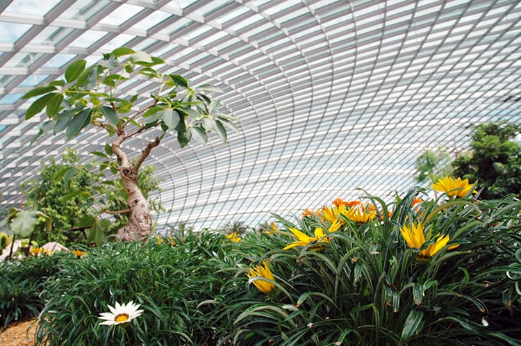Inside the flower dome in Singapore