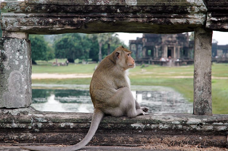 A monkey sits at Angkor Wat watching tourists