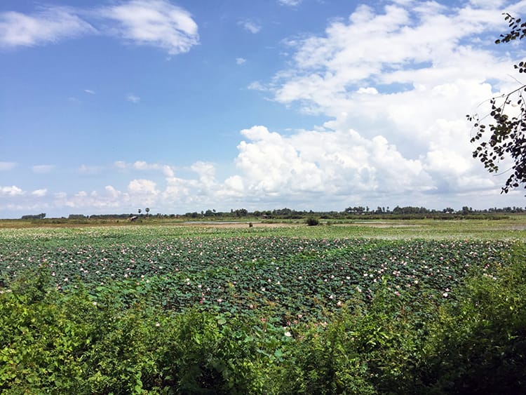 A field full of lotus flowers on the way to Tonle Sap Lake in Siem Reap, Cambodia
