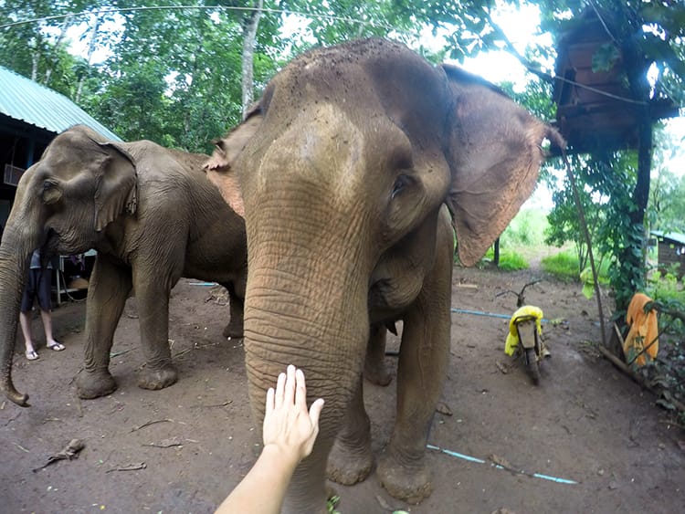 Michelle Della Giovanna from Full Time Explorer reaches out to touch the trunk of an elephant nearby at the Mondulkiri Elephant Sanctuary