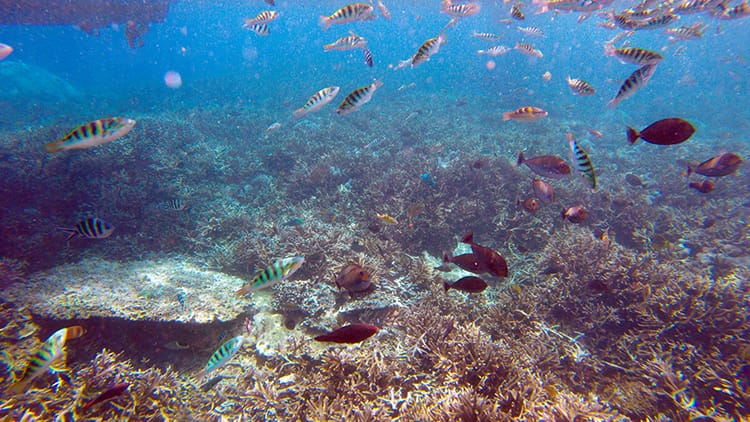 An underwater view of snorkeling in Nusa Lembongan full of coral and brightly colored fish