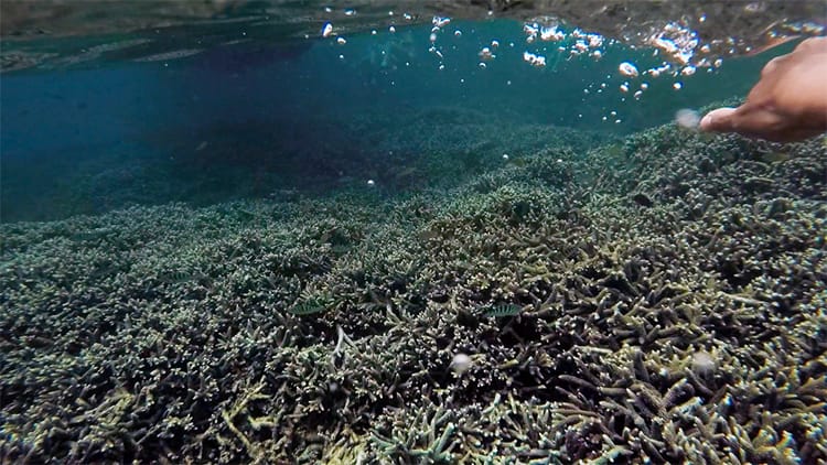 Tons of coral sits just below the shallow water in Nusa Lembongan