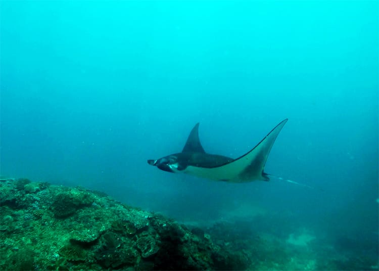 A manta ray swims under water in Nusa Lembongan, Bali