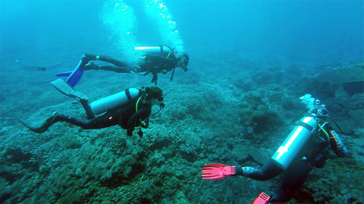 Three divers look at coral in Bali