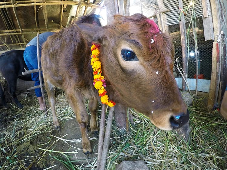 A cow stands in a barn with a tikka on his head and a marigold garland around his neck during Tihar in Nepal