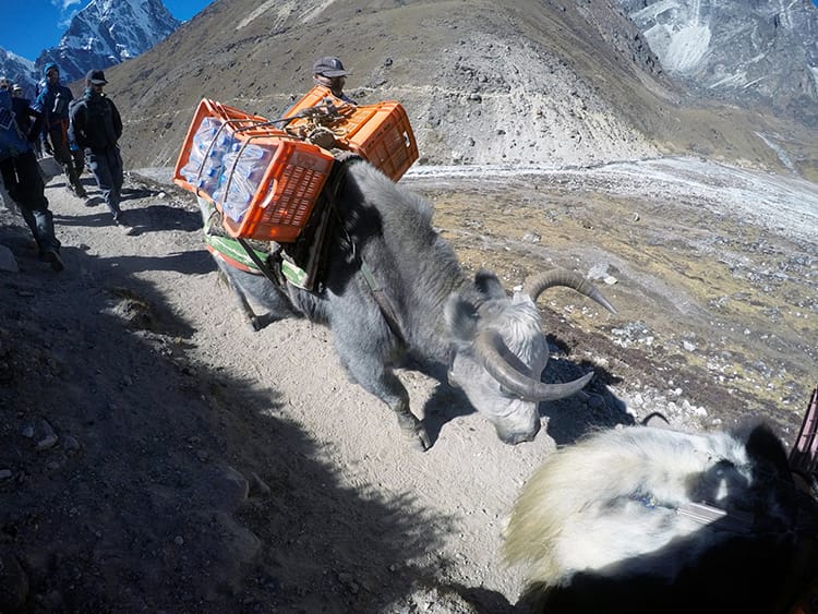 A large yak carries two big crates of water bottles up the mountain to different villages on the way to EBC