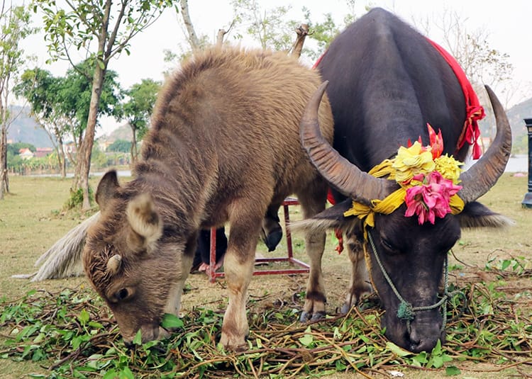 Two cows with flower crowns graze in the Hao Lu Ancient Capital in Tam Coc Vietnam