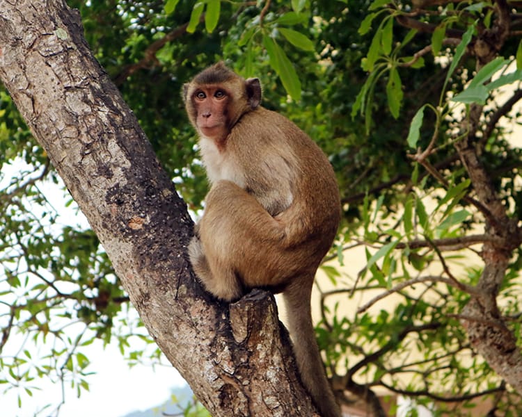 A monkey on a tree in Vietnam