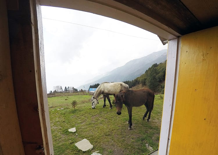 Two horses stand in the doorway of the teahouse in Paiya, Nepal