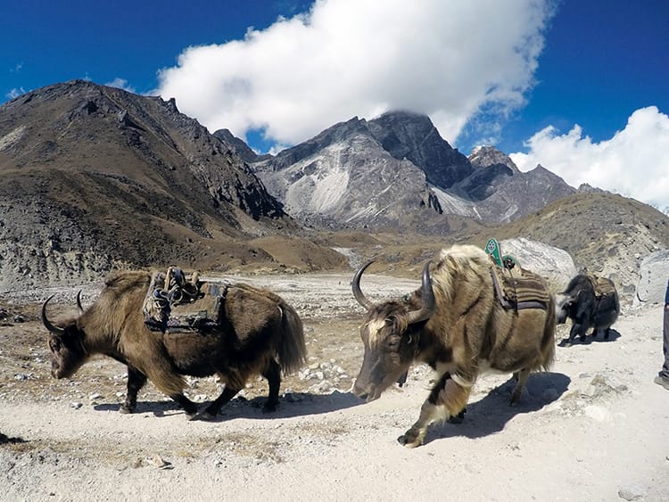 Yaks used to carry supplies up the mountain walk back down, free of their burdens