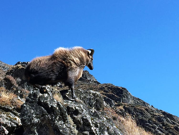 A wild male mountain goat with a thick mane stands on a rock near by with the wind in his hair