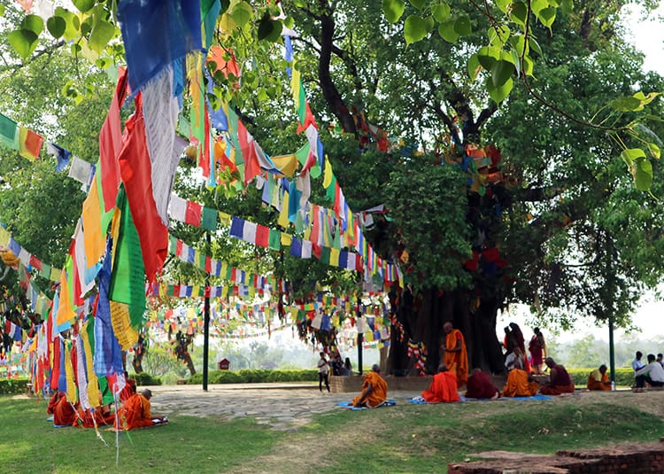 Monks sit meditating under a tree in Lumbini