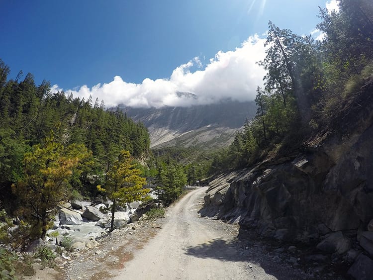 A dirt road goes through pine trees on the way to Upper Pisang