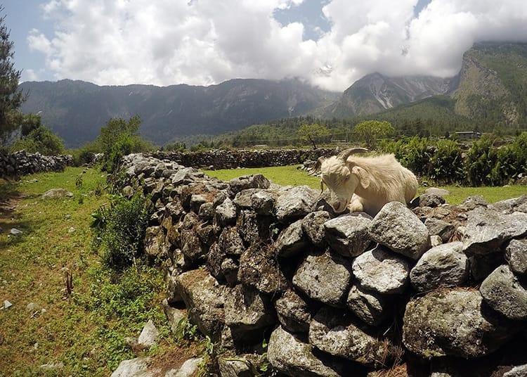A white goat sleeps on top of a stone wall