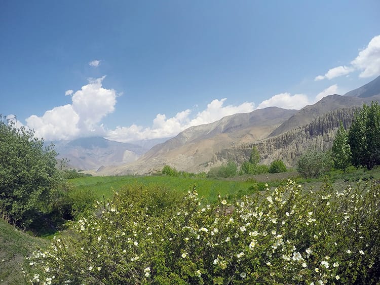 A lush green field is at contrast with the desert like hills of lower Mustang