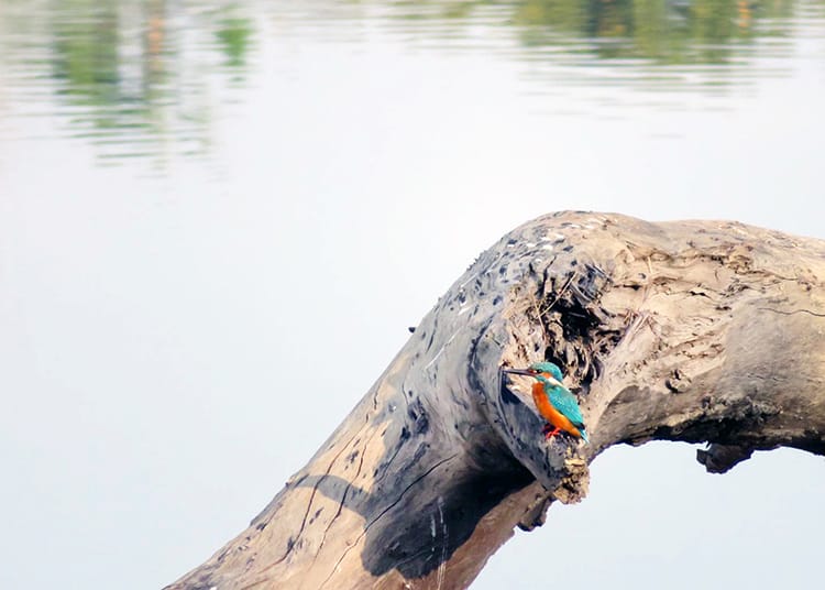 A brightly colored King Fisher bird sits perched on a branch by the river in Bardia