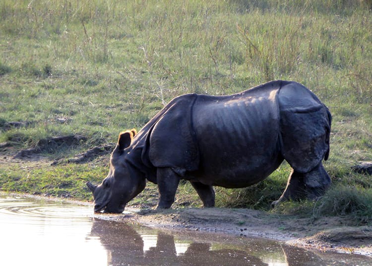 A greater one-horned rhino drinking from the river in Bardia