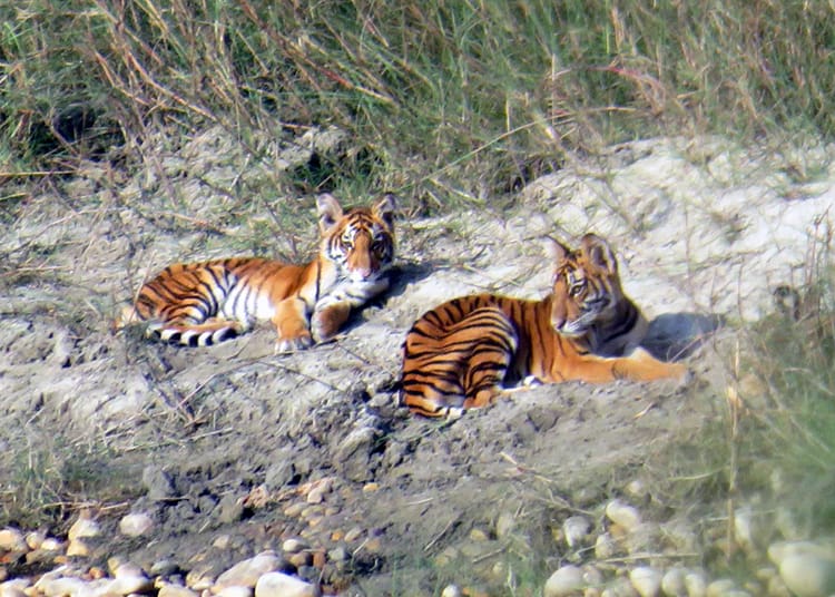 Two tiger cubs sit by the river basking in the sun