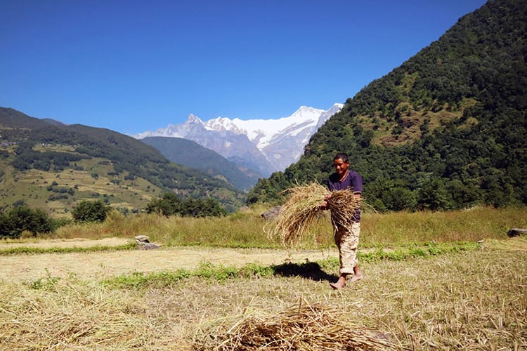A man carries dried grains across a field where they've been cut down days before