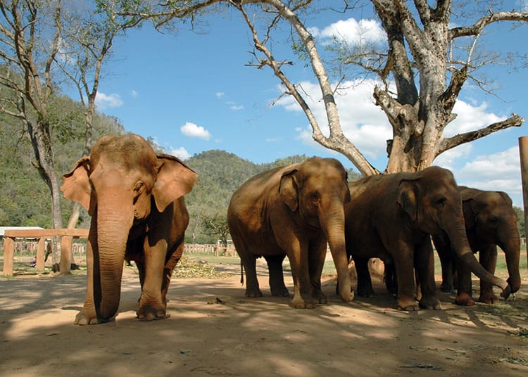 Elephants stand in a line at the Elephant Nature Park in Thailand while taking in the sunshine