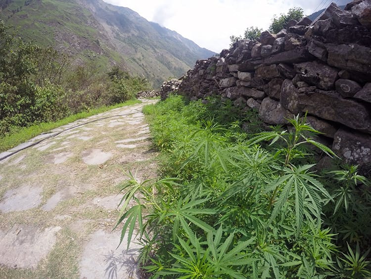 Weed grows on the side of the trekking trail in Lower Mustang