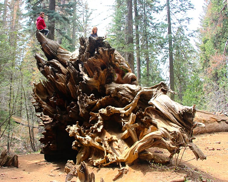 Two people sit on top of a large fallen sequoia tree making them look tiny in comparison