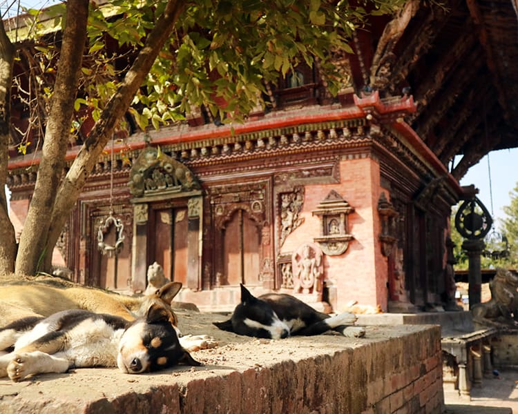 Puppies sleep under a tree in front of Changu Narayan Temple