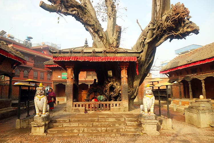 A small temple sits under the branches of a tree in Bhaktapur, Nepal at sunrise