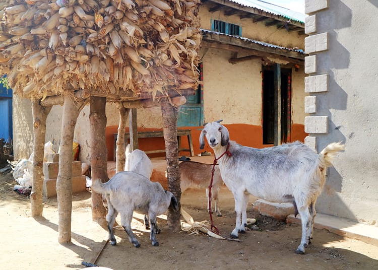 Goats stand in the shade while eating their lunch