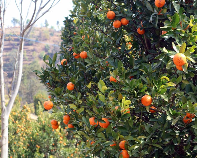 Oranges ready to pick from an orange tree