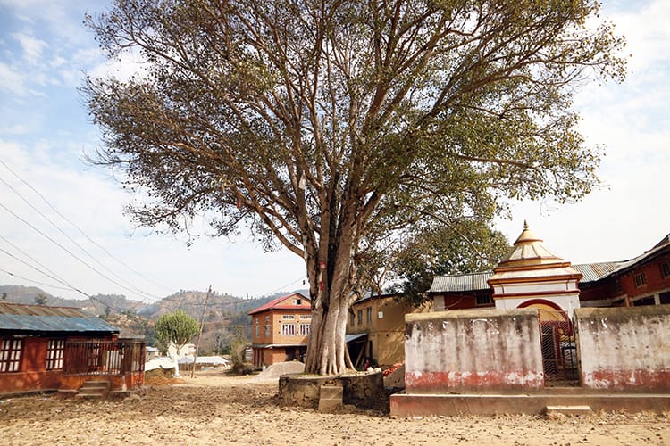 A large chautari tree towers over a small temple in the village
