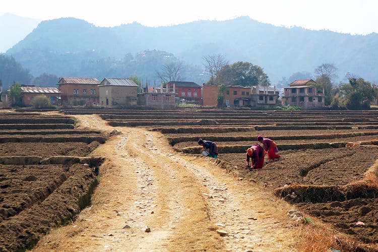 Women plant potatoes in the large field with a dirt road running through the middle