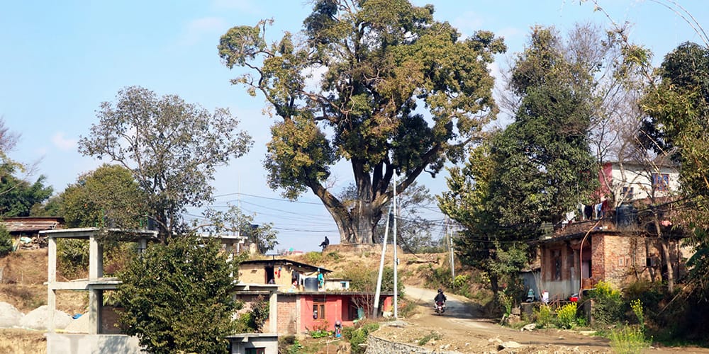 Chautari: Photography of Nepal’s Resting Trees